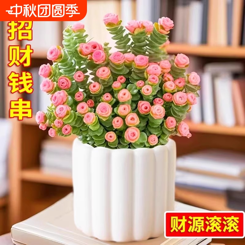 彩色钱串锦多肉植物室内新手好养肉肉红心钱串子稀有品种盆栽花卉
