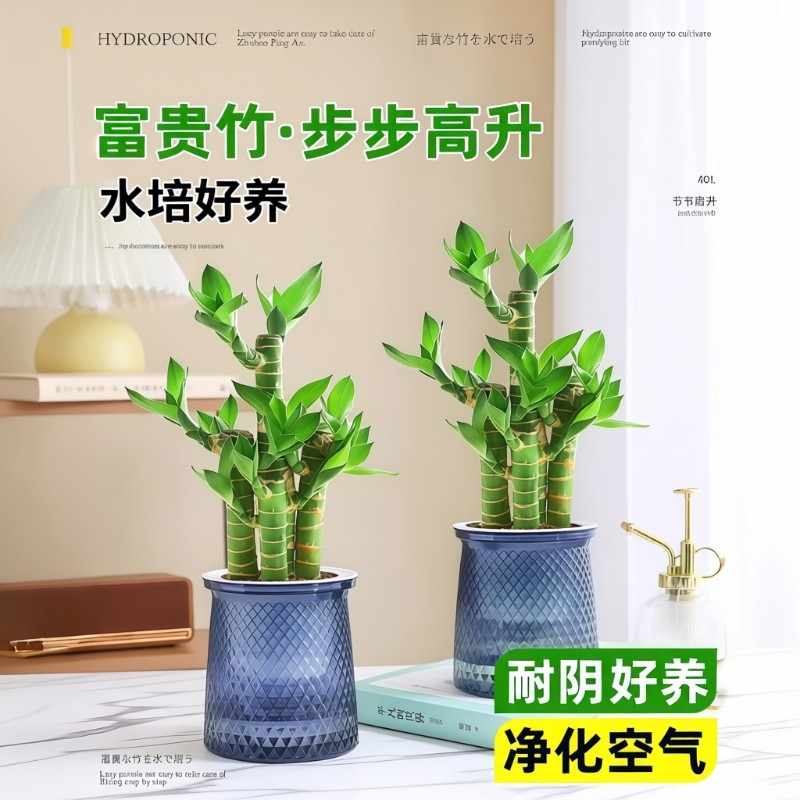 富贵竹盆栽招财竹办公室内植物水培好养桌面绿植四季客厅土培耐阴
