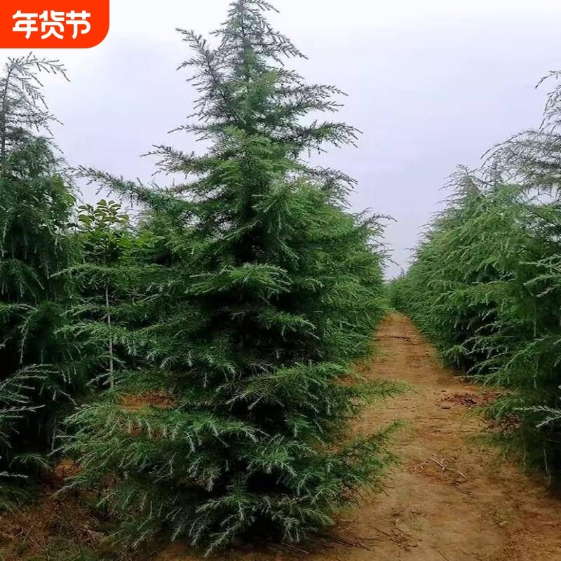 雪松树苗黑松白皮松1米小苗3米4米5米雪松大树庭院盆景造型黑松苗