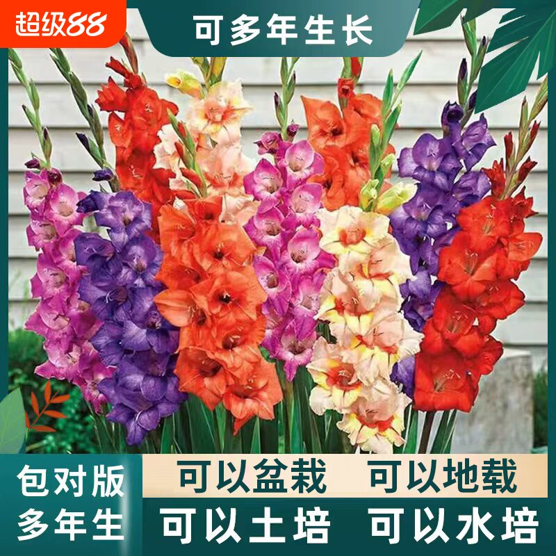 剑兰唐菖蒲小苍兰种球植物室内盆栽地载耐热耐寒花卉绿植水培客厅