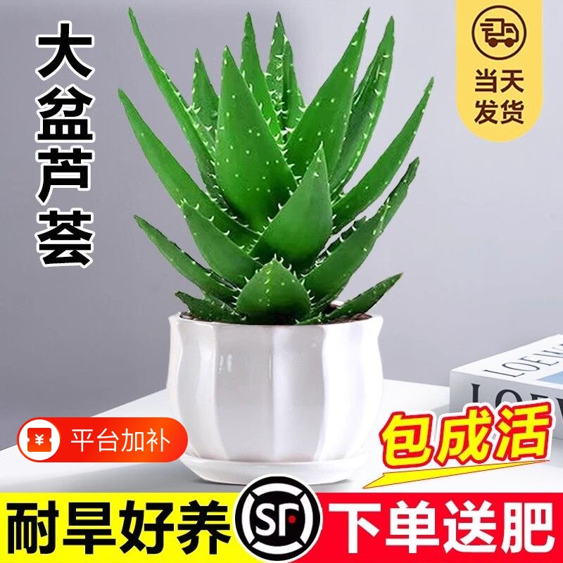 芦荟盆栽大盆室内可水培净化空气绿植仙人掌多肉植物四季好养客厅