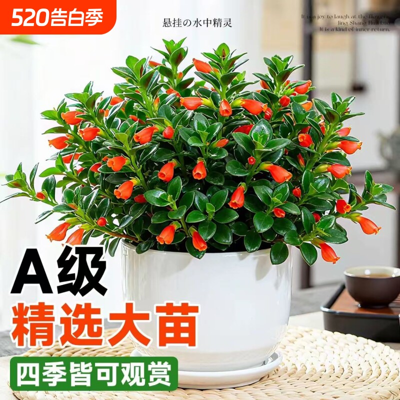 新品金鱼吊兰盆栽带花苞绿植物招财室内阳台好养耐寒四季开花卉