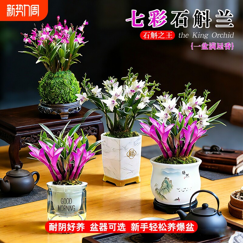 七彩香水石斛兰花苗冬带花苞室内桌面好养浓香水培盆栽花卉绿植物