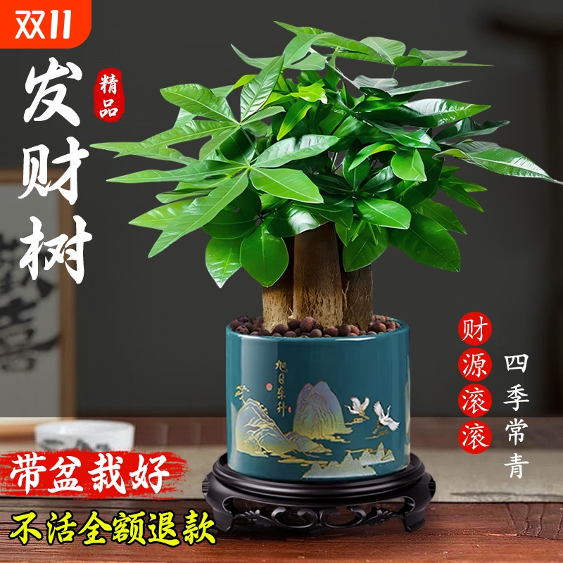 2025招财发财树小盆栽客厅办公室开业新款盆景绿植办公桌如意好养