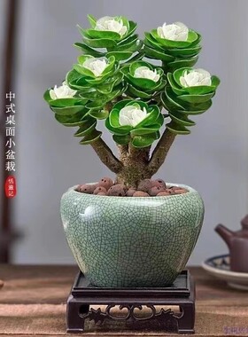 金钱木老桩多肉植物招财盆栽室内绿植发财树盆景金钱树客厅花卉