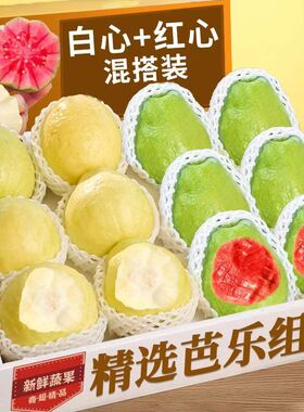 福建软糯软心芭乐水果漳州当季奶油番石榴应季新鲜巴乐果5斤红心