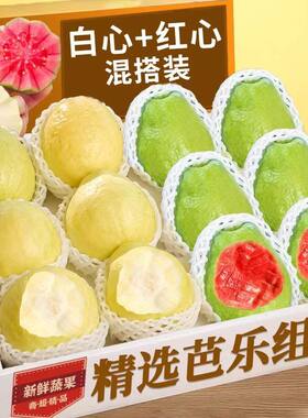 福建软糯软心芭乐水果漳州当季奶油番石榴应季新鲜巴乐果5斤红心