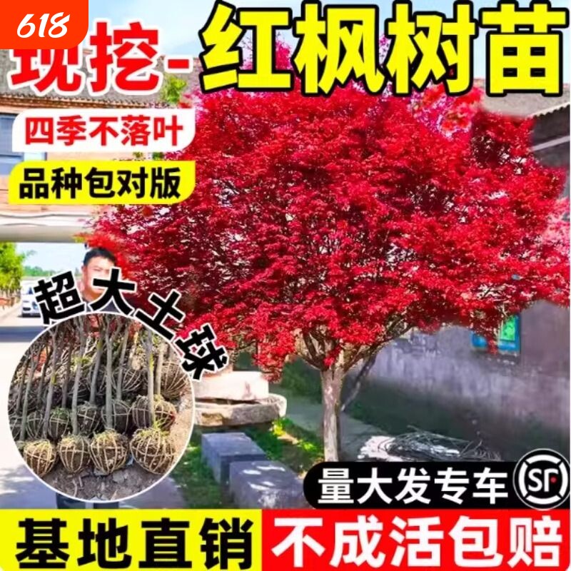 日本红枫树苗四季红舞姬庭院地栽大树室外绿化植物风景树盆景阳台
