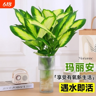 玛丽安水培植物盆栽万年青绿植室内好养富贵竹客厅花卉除甲醛桌面