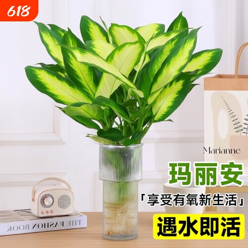 玛丽安水培植物盆栽万年青绿植室内好养富贵竹客厅花卉除甲醛桌面
