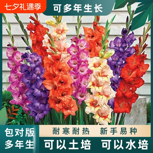 剑兰唐菖蒲小苍兰种球花卉绿植花