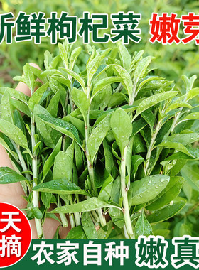 广西农家新鲜枸杞菜头嫩芽枸杞叶现摘可食用野生当季蔬菜批发食材