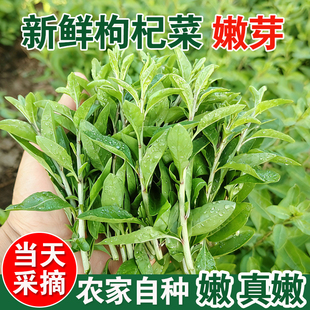 广西农家新鲜枸杞菜头嫩芽枸杞叶现摘可食用野生当季蔬菜批发食材
