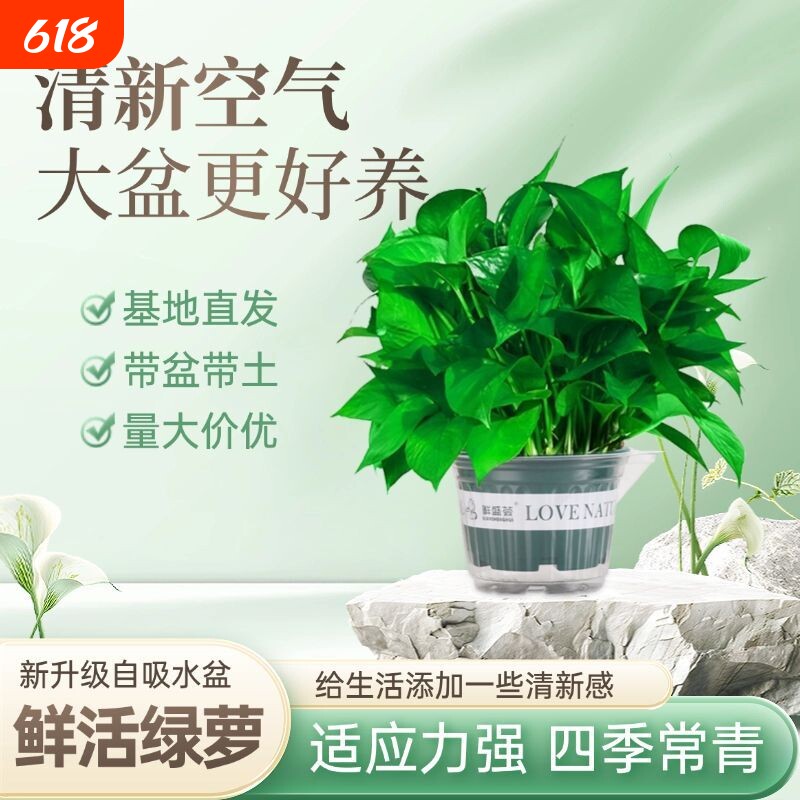 绿箩一整箱养易活室内植物花卉垂吊大叶绿萝除甲醛新房防甲醛绿植