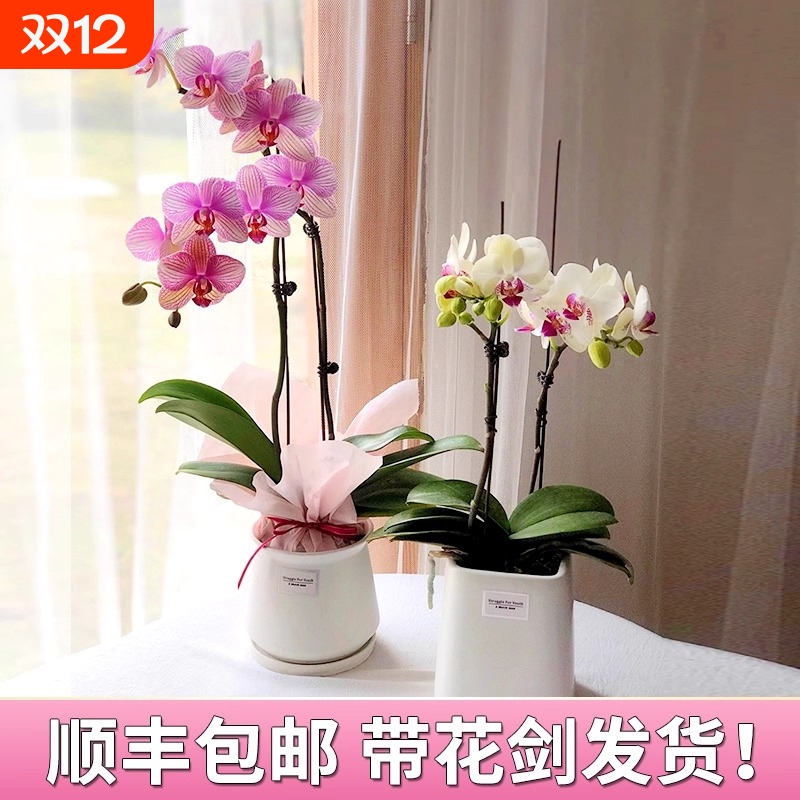 蝴蝶兰盆栽带花剑花苞兰花大苗四季勤花室内桌面好养绿植花卉好养