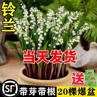 铃兰花苗盆栽植物种球耐寒室内外花卉绿植四季 开玲阳台开花水培