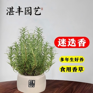迷迭香盆栽可食用苗牛排用香草植物室内驱蚊绿植薄荷新鲜客厅水培