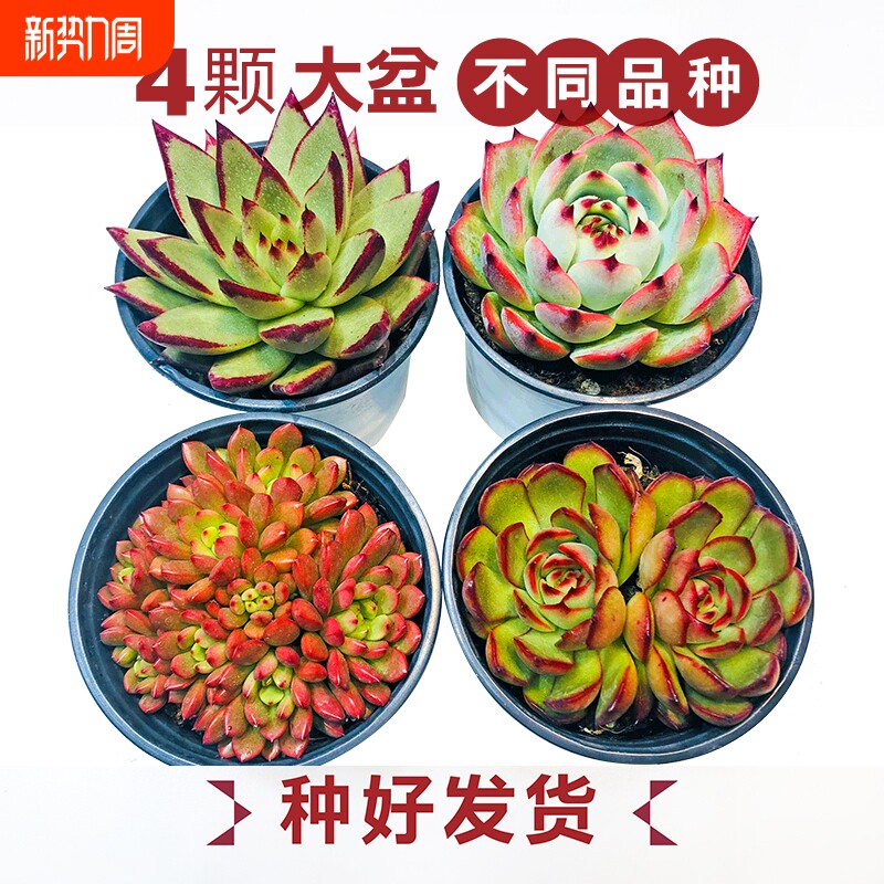 多肉植物大盆新手好养套餐办公桌面阳台肉肉组合盆栽花卉绿植