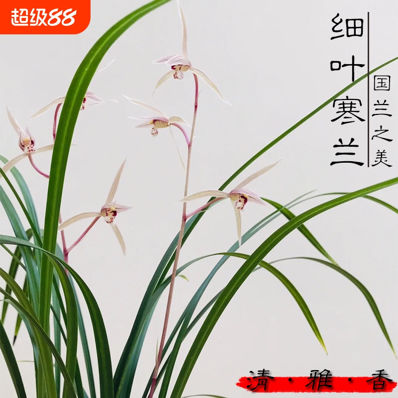 名贵兰花苗 细叶寒兰高档室内好养浓香冬带花苞桌面盆栽绿植花卉