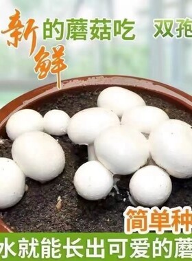 白蘑菇菌种食用菌菌种包室内盆栽阳台盆景家庭四季种植双孢菇用品