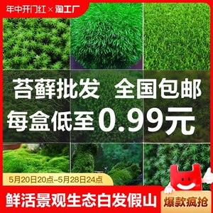 鲜活diy装饰材料苔藓微景观