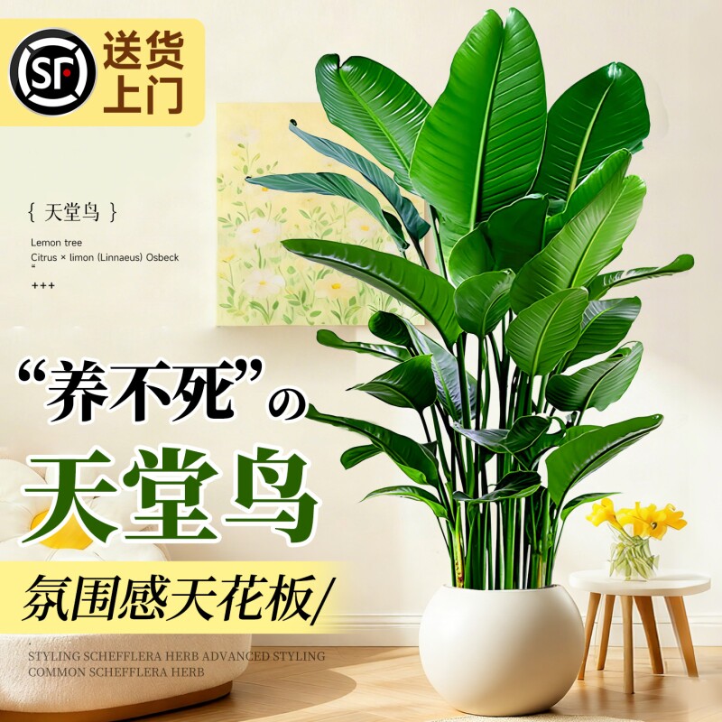 天堂鸟盆栽绿植室内大型客厅植物落地真树办公室鹤望兰大禄植花卉