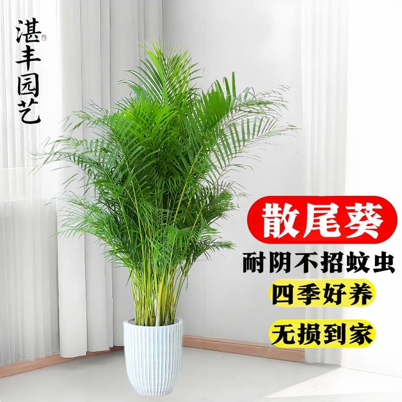 散尾葵大盆栽植物凤尾竹大型绿植夏威夷竹子盆景袖珍椰子富贵椰子