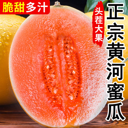 陕西黄河蜜甜瓜水果新鲜当季整箱黄金蜜瓜哈密瓜脆黄瓜回购原产地