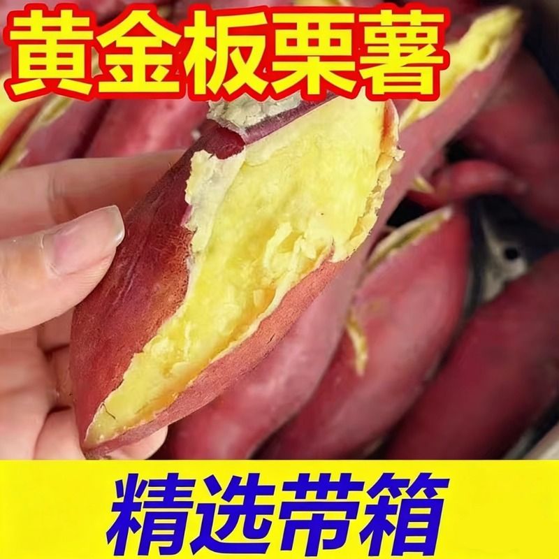 沙地新鲜现挖板栗蜜薯红薯健康粗粮番薯新鲜香甜软糯无丝