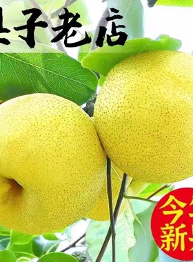 梨子正宗梨酥梨当季水果新鲜现摘陕西皇翠冠整箱青梨香梨雪梨上门