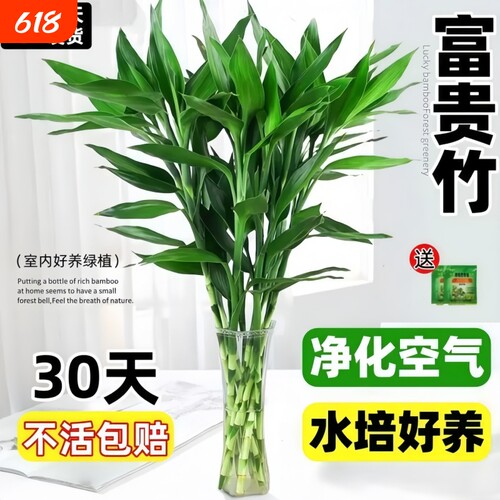 富贵竹水培客厅招财转运