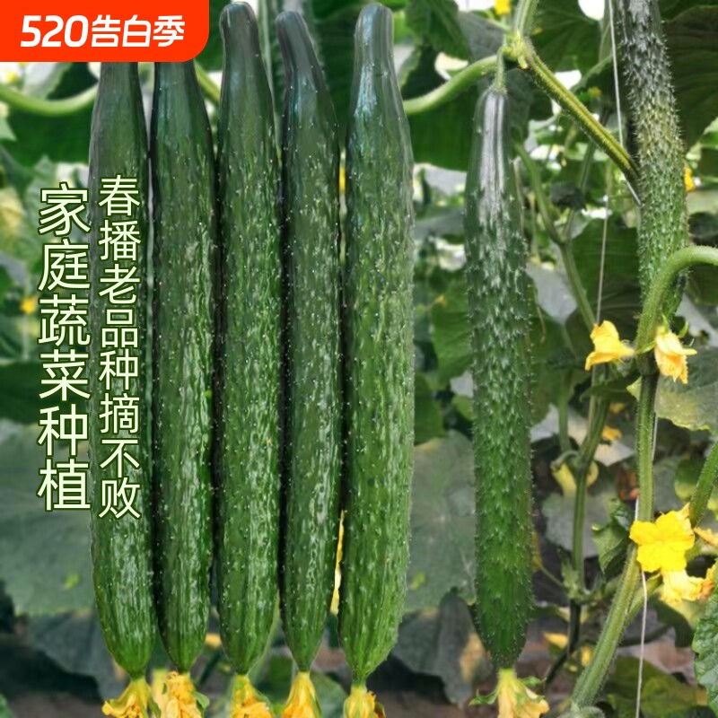 水果黄瓜种子老品种蔬菜好清高产秋季种业阳台种植播种奶油四号