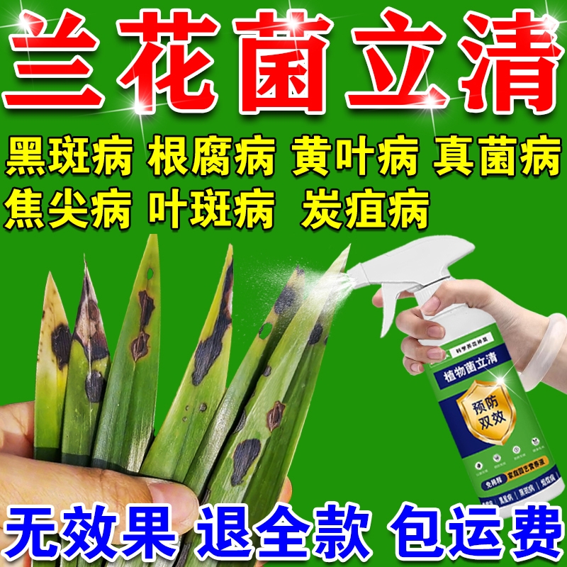 兰花黑斑病专用药预防黄叶焦尖发黑烂根营养液软叶斑腐烂根杀菌剂