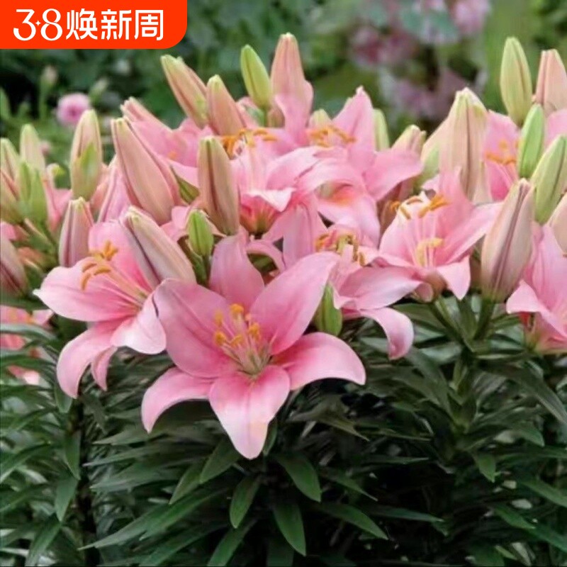 进口矮化多头重瓣香水百合种球盆栽阳台耐寒客厅开花多年生大花