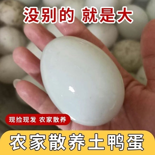 凯旋散养特大生鸭蛋土鸭蛋正宗鸭蛋新鲜农家散养白壳绿壳麻鸭蛋