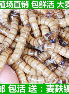 大麦虫活虫鲜活面包虫大号黄粉虫金龙鱼鱼食八哥画眉鸟食活体虫子