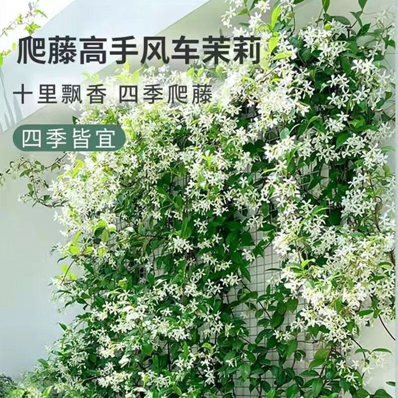 风车茉莉盆栽大苗爬藤蔓花卉耐寒阳台庭院绿植物四季开花小苗种植 - 实物图