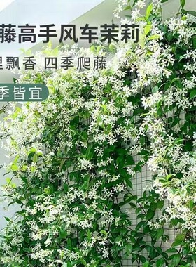 风车茉莉盆栽大苗|超1.3万次加购
