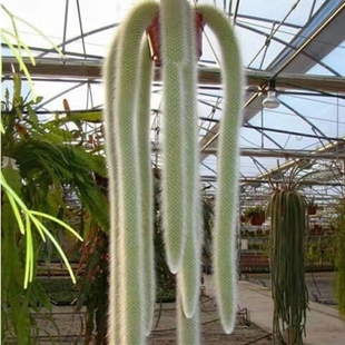 九尾狐多肉软毛盆栽猴尾柱长毛植物尾巴开花垂吊室内办公室好养