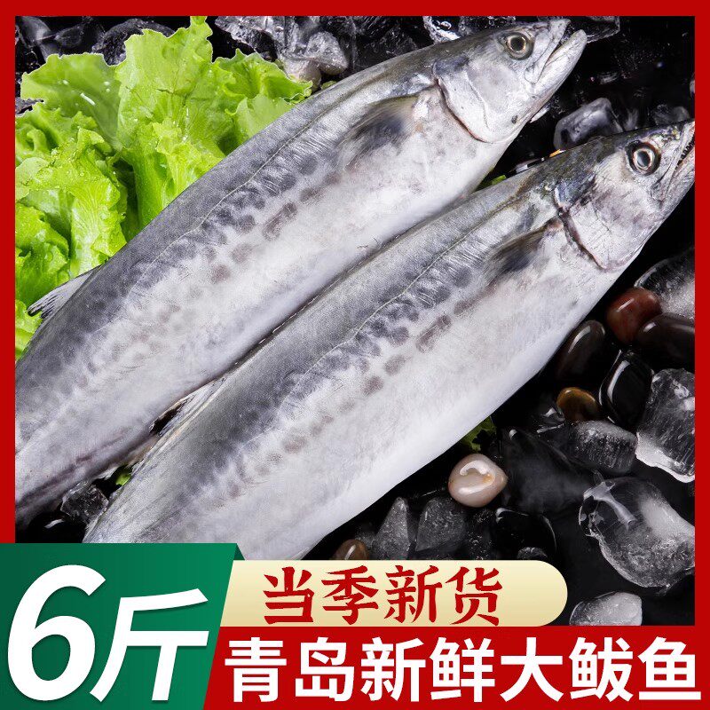 大鲅鱼新鲜马鲛鱼海捕鲜活马胶鱼整条冷冻海鱼海鲜水产批发