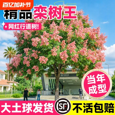 精品栾树苗别墅庭院四季常青