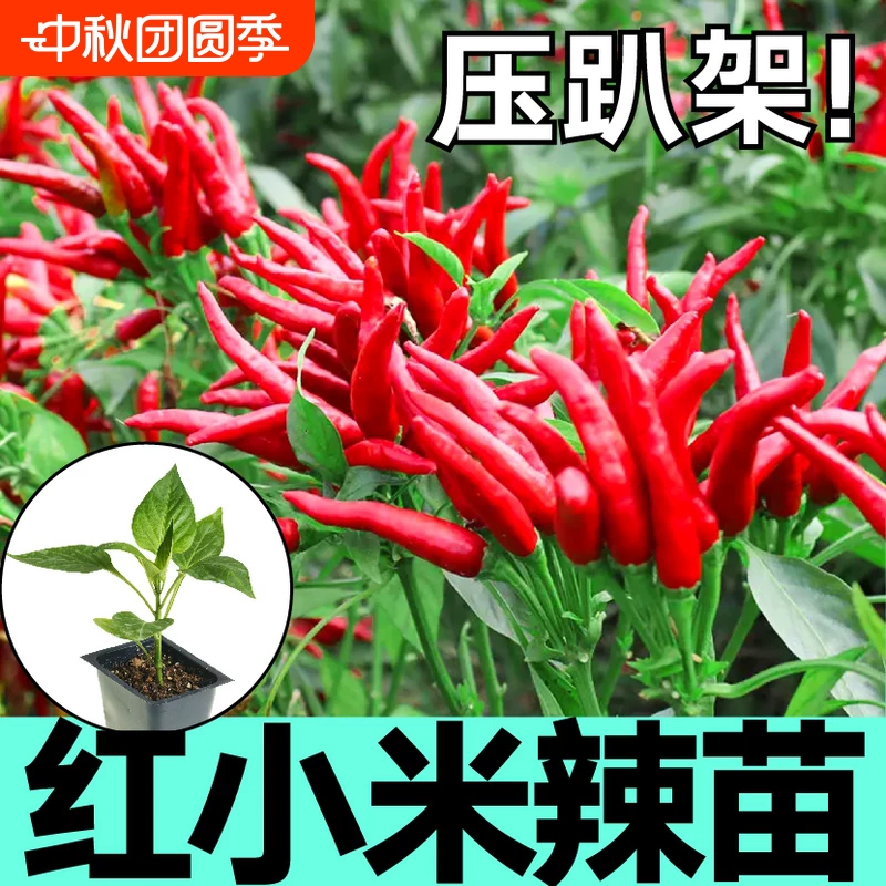 优质朝天椒小米辣辣椒苗特辣山东寿光本地农村秧苗带土老品种批发