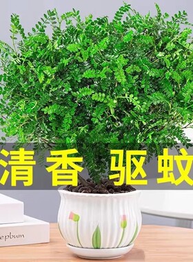 清香木盆栽驱蚊草胡椒木树苗老桩盆景九里香绿植客厅办公桌卧室