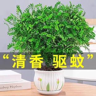 清香木盆栽驱蚊草胡椒木树苗老桩盆景九里香绿植客厅办公桌卧室