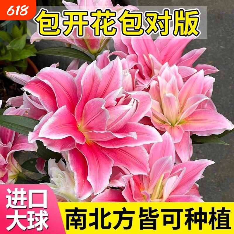 百合花种球盆栽冰美人进口土培耐寒花卉重瓣香水百合种子种植苗籽