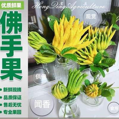 新鲜佛手柑观赏果|超1000次加购