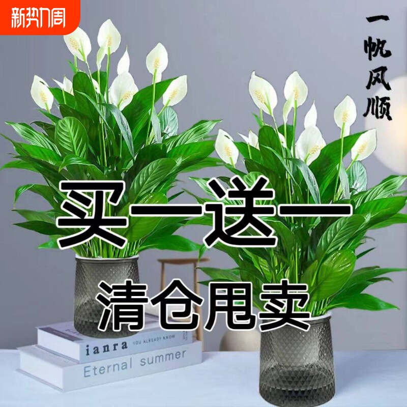 红掌白掌一帆风顺盆栽水培水养大盆客厅绿植摆放花卉好养四季常青