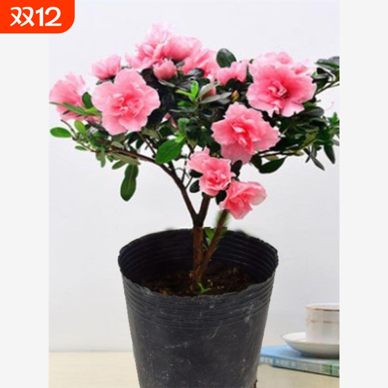 【带花苞原土】杜鹃花苗盆栽花卉植物室内外客厅阳台绿色植物盆景