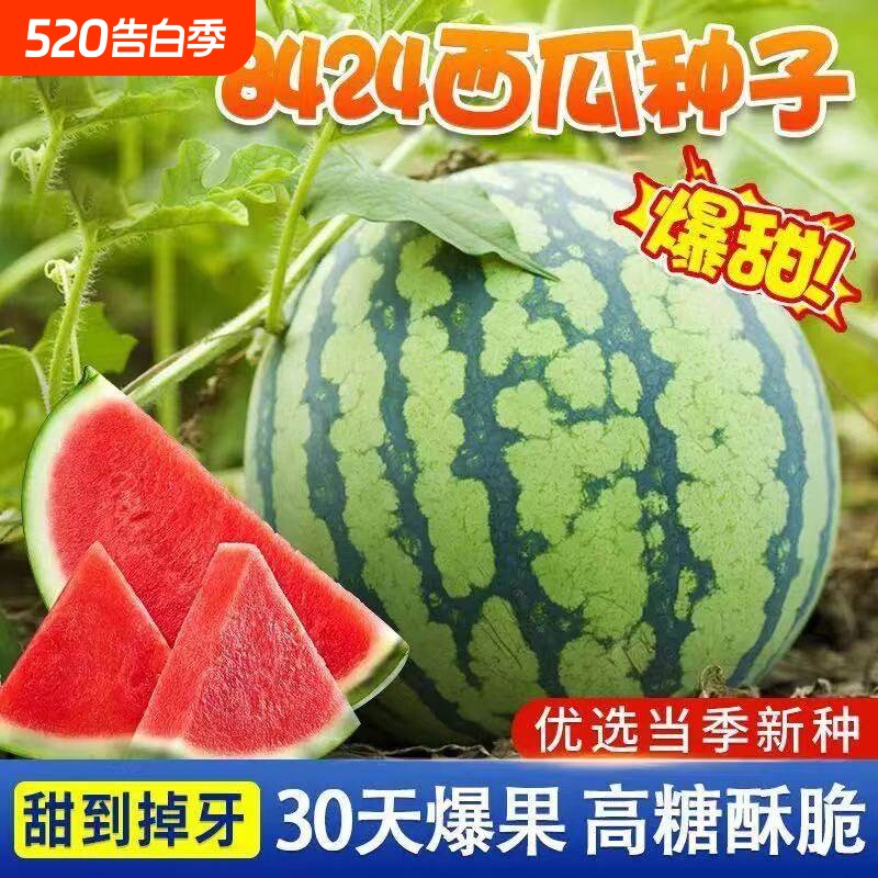 8424西瓜苗秧麒麟大西瓜种籽嫁接西瓜水果蔬菜种子苗秧苗大葱苦瓜