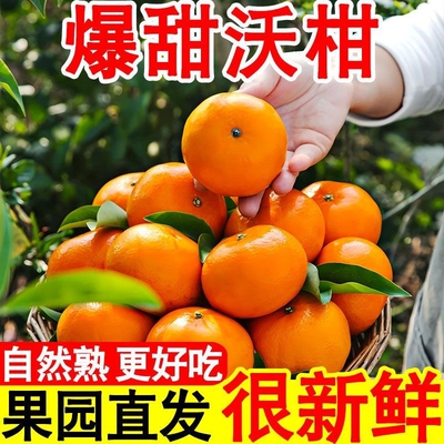 云南沃柑无渣纯甜大果产地直发